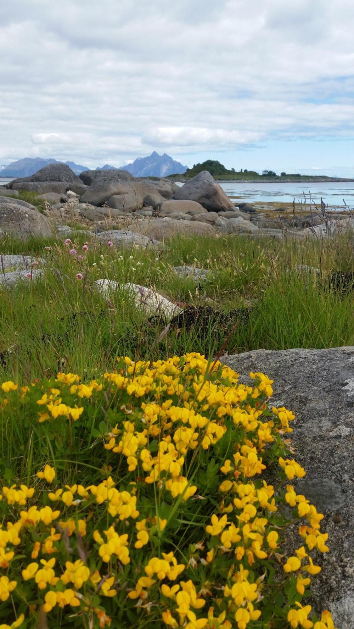 Lofotbo Villa Stamsund Eksteriør billede